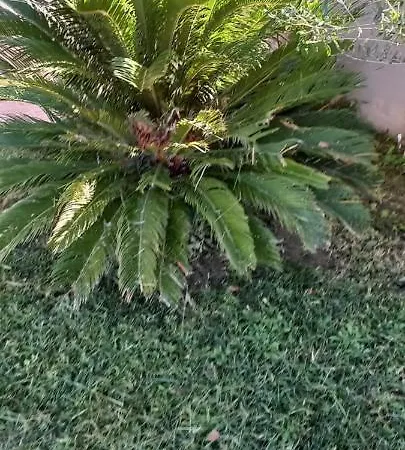 Apartment Palm Garden Nikiti (Sithonia)