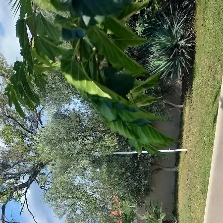 Apartment Palm Garden Nikiti (Sithonia)