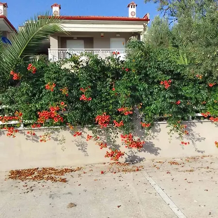 Palm Garden نيكيتي