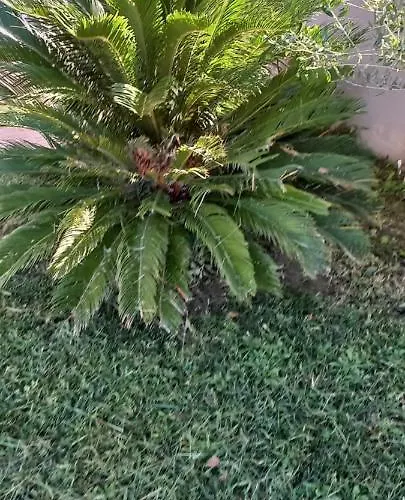 아파트 Palm Garden 니키티
